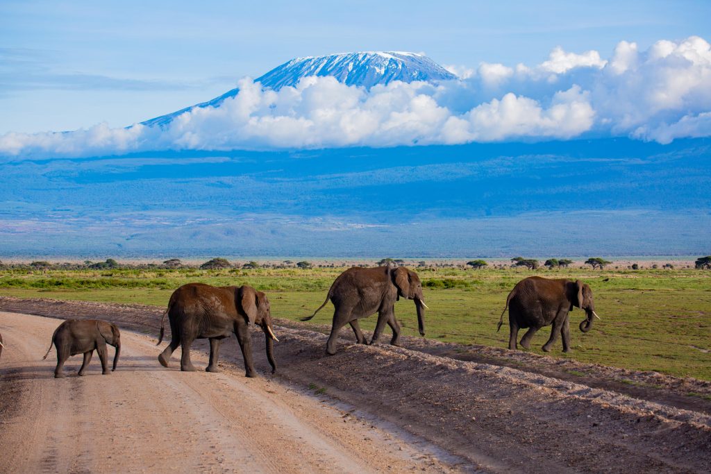 Amboseli Elephants with Mt Kilimanjaro backdrop