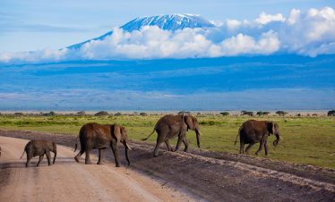 Amboseli Elephants with Mt Kilimanjaro backdrop
