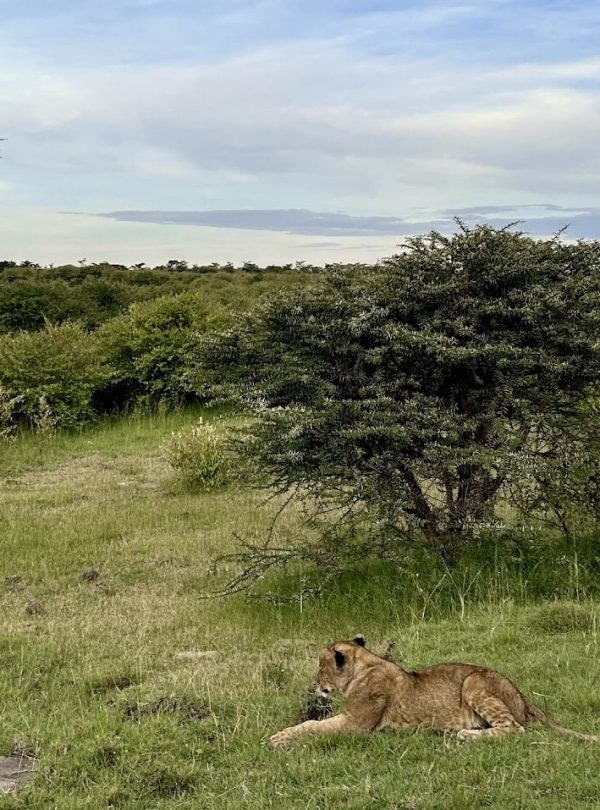 KlipKlop - African Safari