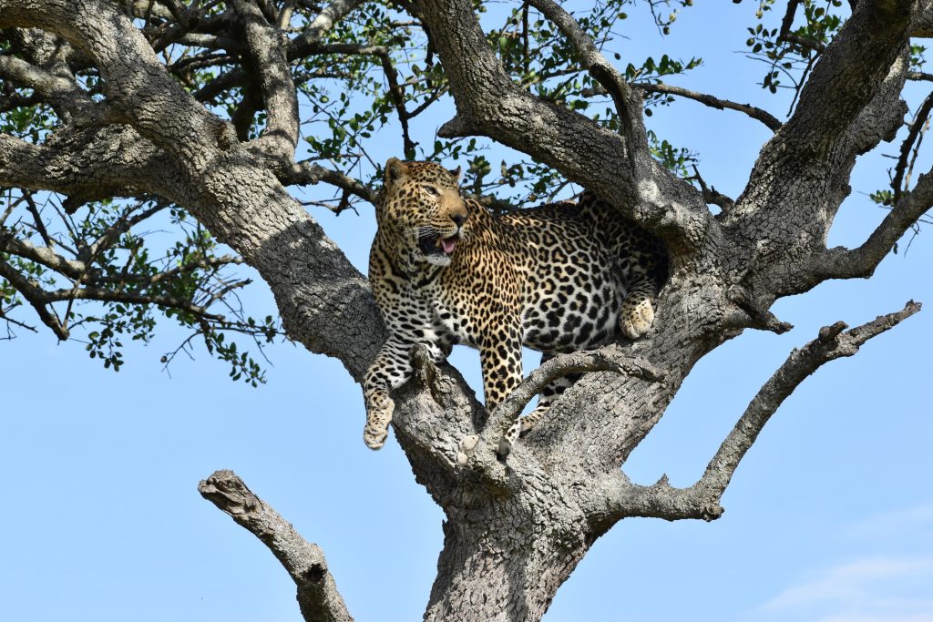 Mara Leopard. Courtesy Mara Serena Lodge.