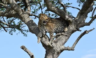 Mara Leopard. Courtesy Mara Serena Lodge.