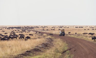 Mara Serena Lodge Game Drive