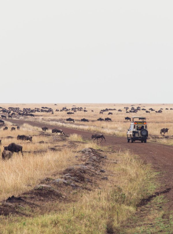 Mara Serena Lodge Game Drive