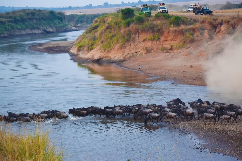 Mara Serena Lodge Wildebeest Migration