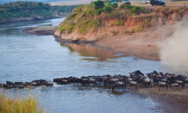 Mara Serena Lodge Wildebeest Migration