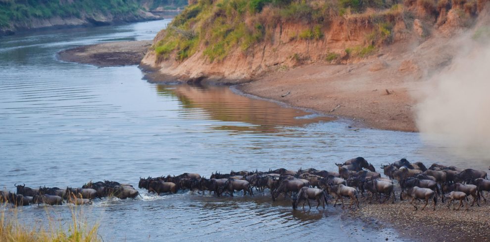 Mara Serena Lodge Wildebeest Migration