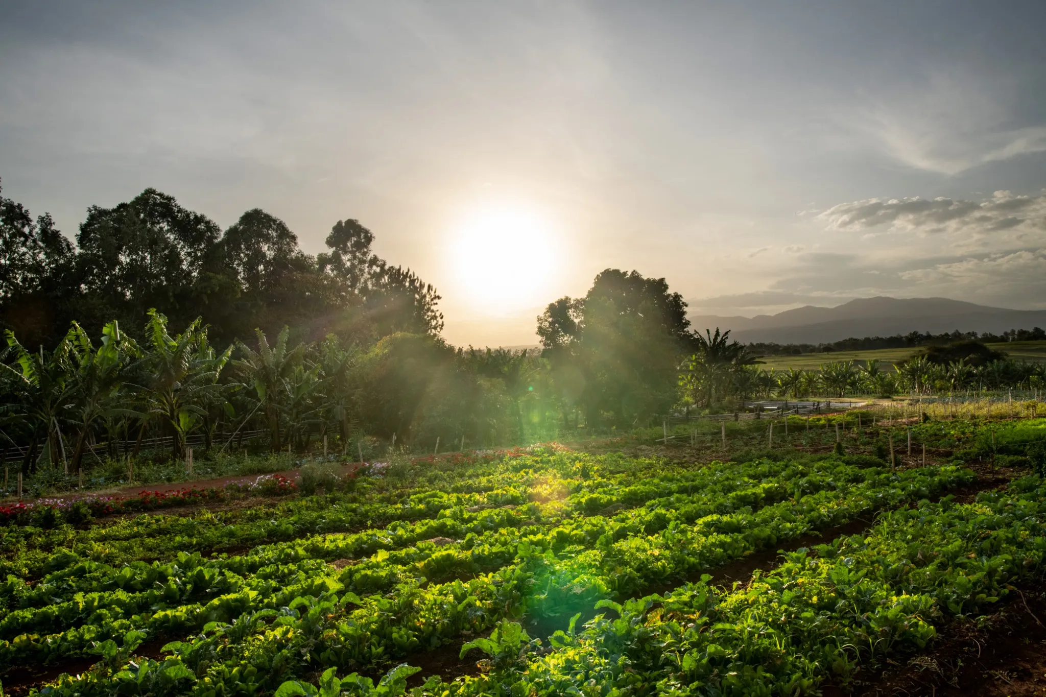 Ngorongoro Farmhouse Farms