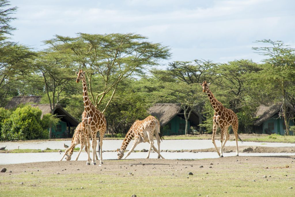 Sweetwaters Serena Camp Waterhole Experience