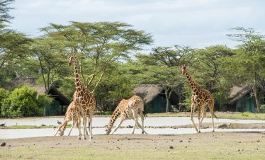 Sweetwaters Serena Camp Waterhole Experience