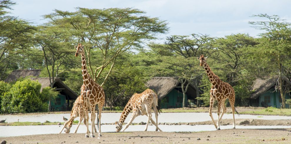 Sweetwaters Serena Camp Waterhole Experience