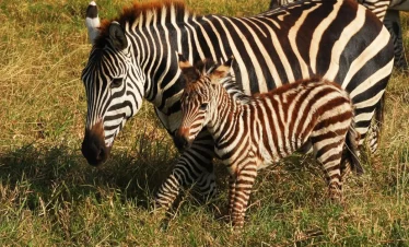 Baby Zebra With Mamma