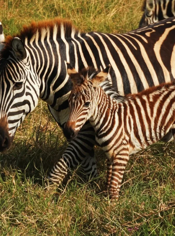Baby Zebra With Mamma
