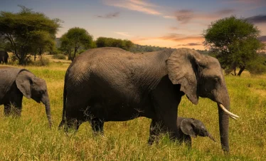 Elephants With Baby