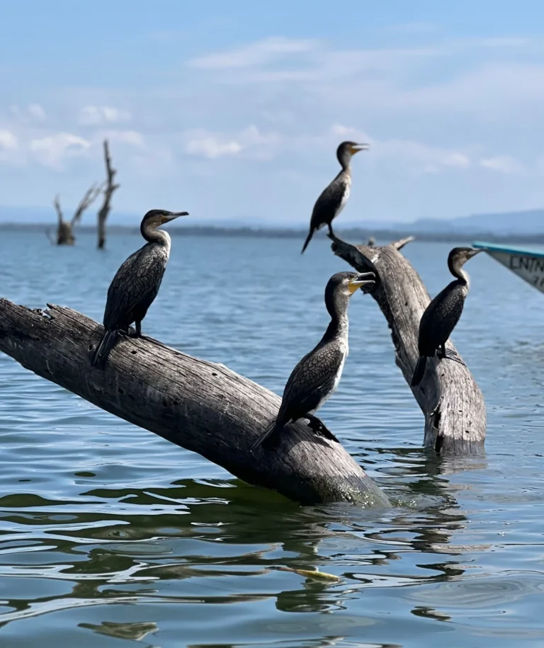 Lake Elementeita