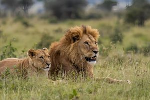 Lions Masai Mara
