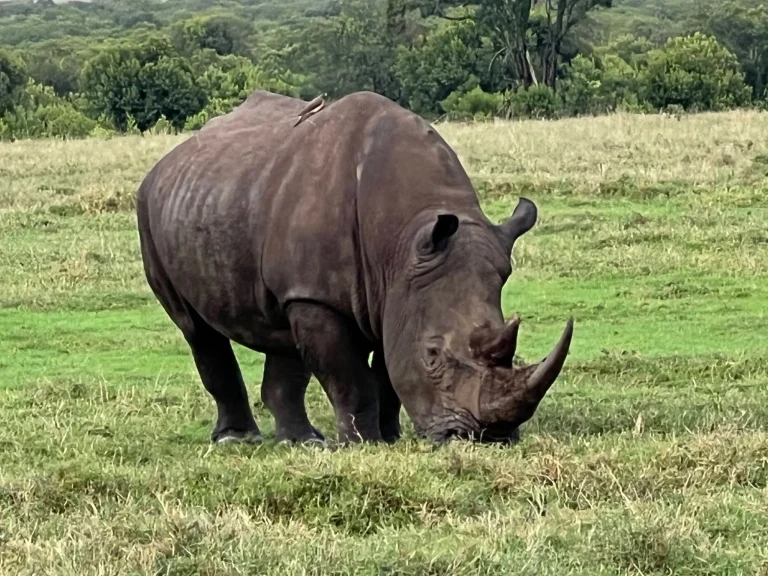 Ol Pejeta Conservancy