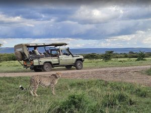 Open Safari Vehicles