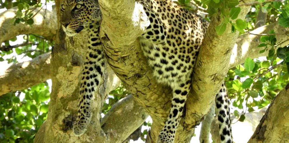 Tanzania Leopard Enhanced
