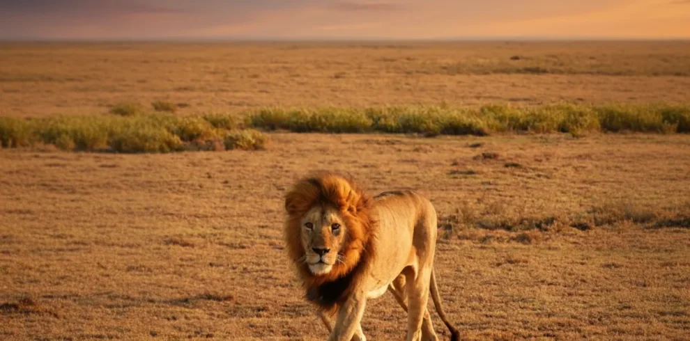 Tanzania Lion In Serengeti