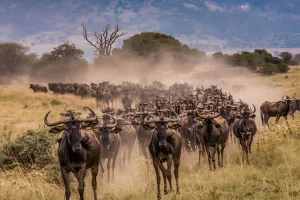 Wildbeest Migration