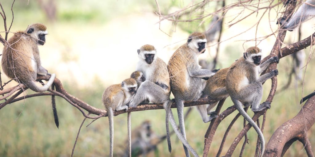 Lake Burunge Wildlife