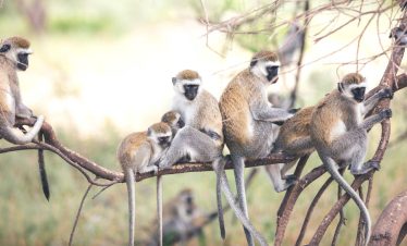 Lake Burunge Wildlife