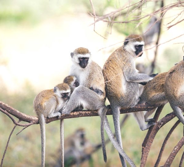 Lake Burunge Wildlife
