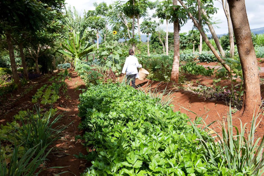 Ngorongoro Farm House Vegetable Garden