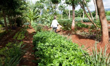 Ngorongoro Farm House Vegetable Garden