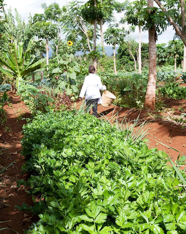 Ngorongoro Farm House Vegetable Garden