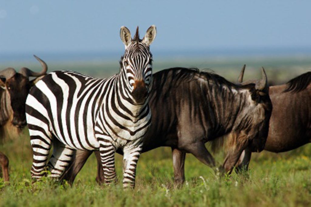 Serengeti Kati Kati Tented Camp Wildlife