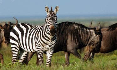 Serengeti Kati Kati Tented Camp Wildlife