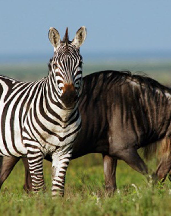 Serengeti Kati Kati Tented Camp Wildlife