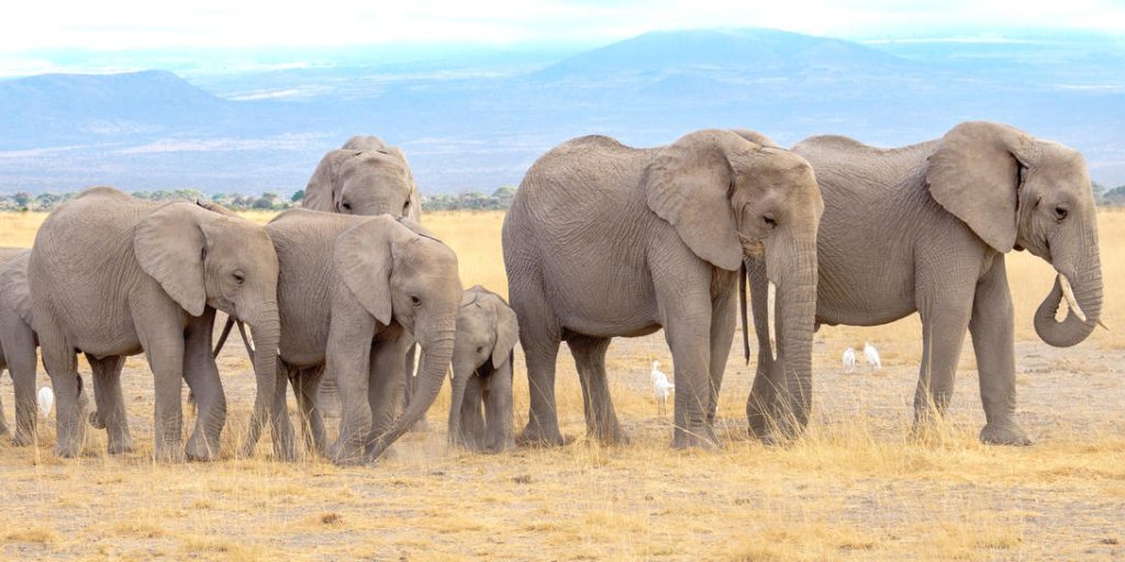 Western Tanzania 8211 Elephants