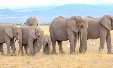 Western Tanzania 8211 Elephants