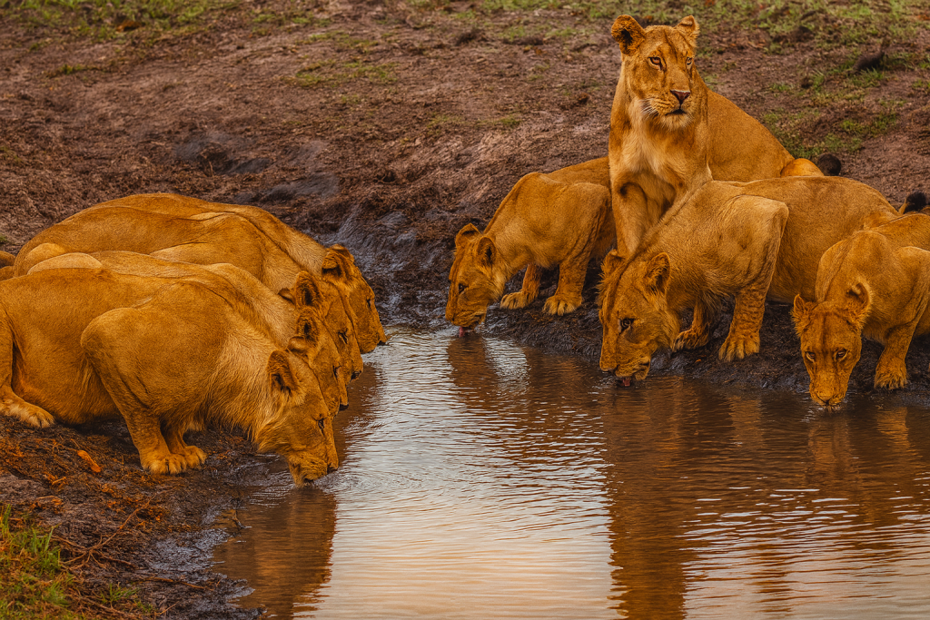 9 Day Victoria Falls 038 Botswana Safari
