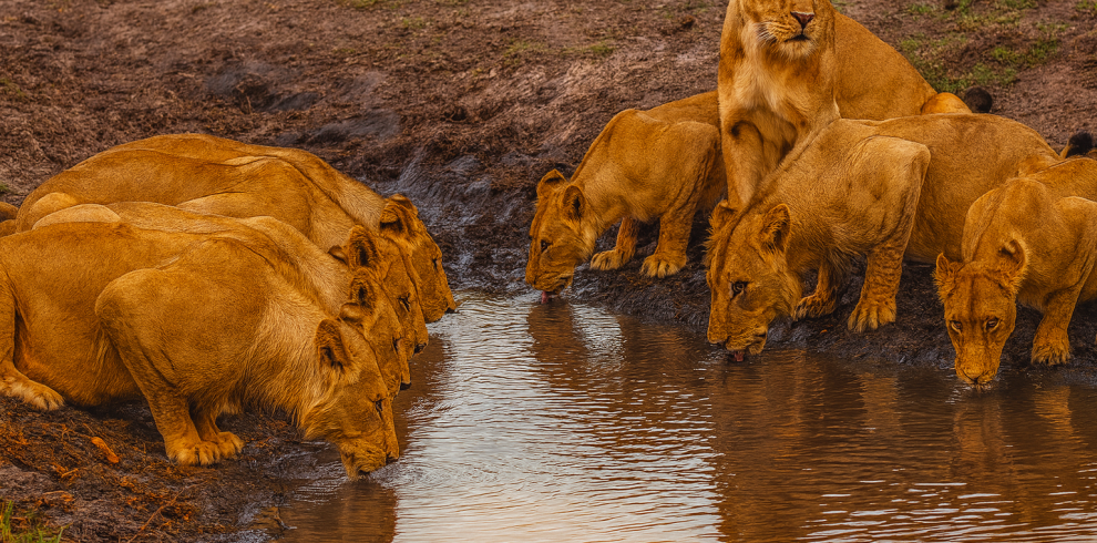9 Day Victoria Falls 038 Botswana Safari