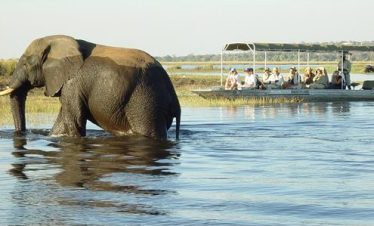 Wildlife