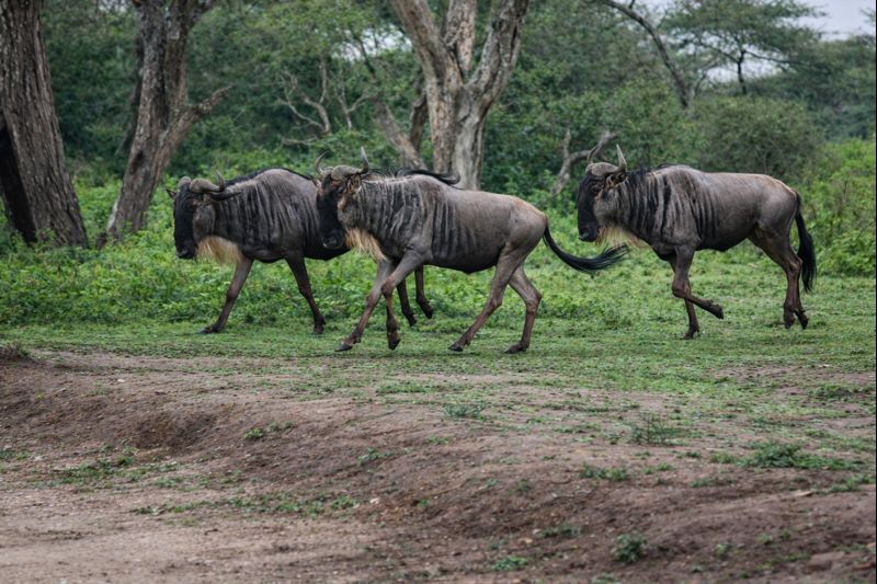 Wildebeest