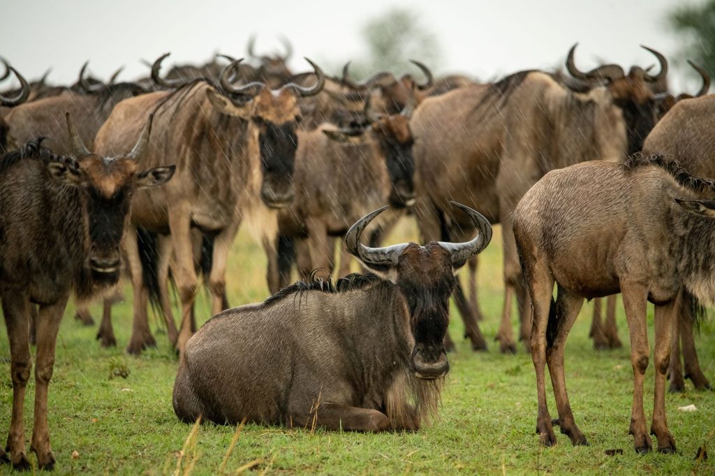 Wildlife Near The Camps