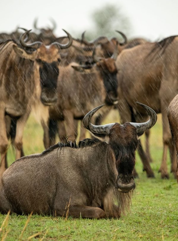 Wildlife Near The Camps